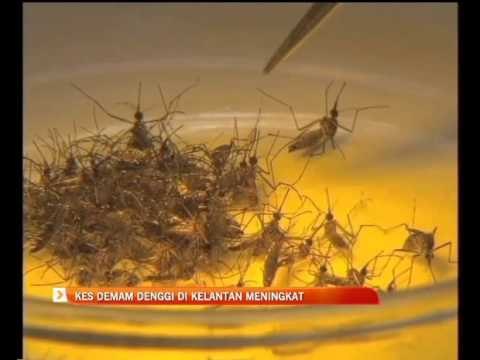 Kes demam denggi di Kelantan meningkat