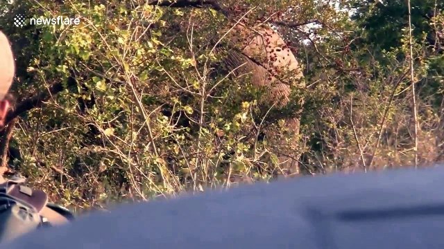 Elephant charges at tourists on walking safari