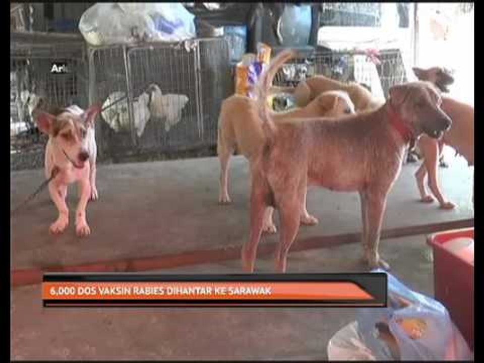 6,000 dos vaksin rabies dihantar ke Sarawak
