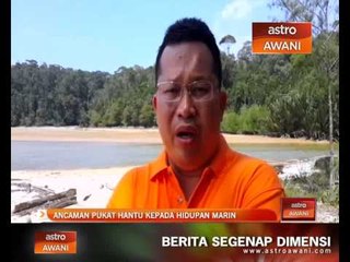 Ancaman pukat hantu kepada hidupan marin