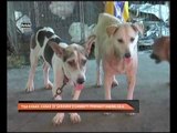 Tiga kanak-kanak di Sarawak dijangkiti penyakit anjing gila