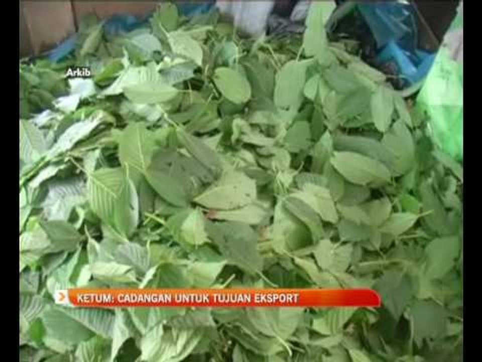 Ketum: Cadangan untuk tujuan eksport