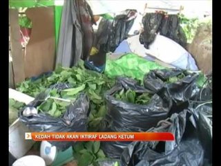 Kedah tidak akan iktiraf ladang ketum