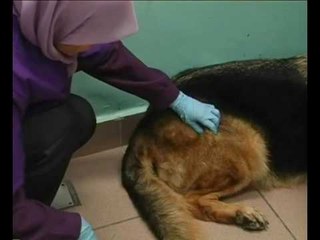 Perkembangan kes rabies di Sarawak