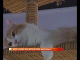 'Kafe Kucing' jadi medium didik masyarakat