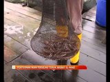 Penternak ikan terjejas teruk akibat El Nino