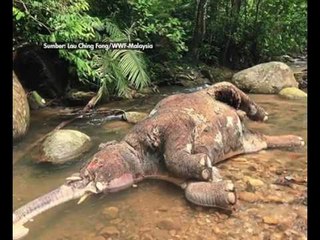 Memastikan kelangsungan populasi gajah