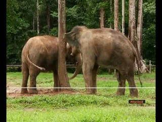 Mitigasi konflik antara gajah dengan manusia