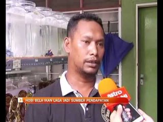 Hobi bela ikan laga jadi sumber pendapatan