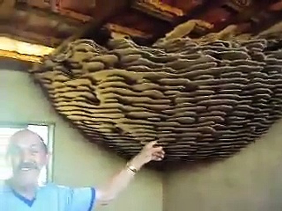 Ce nid de guêpe géant est INCROYABLE! Regardez sa taille...