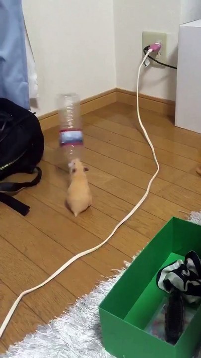 Cette souris a tellement soif! Vas-y ouvre-moi la bouteille