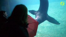 Cette otarie se met à danser en suivant les mouvements de ce visiteur de l'aquarium