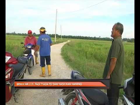 Benih MR219: Padi tiada isi dan hasilkan hampas