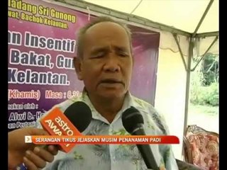 Serangan tikus jejaskan musim penanaman padi