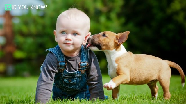 He WARNED His Wife’s Pit Bull Would HARM His Newborn, She Didn’t Listen. Then THIS Happene