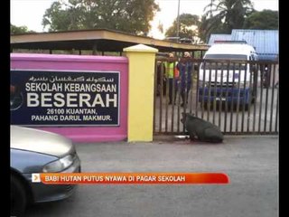 Babi hutan putus nyawa di pagar sekolah