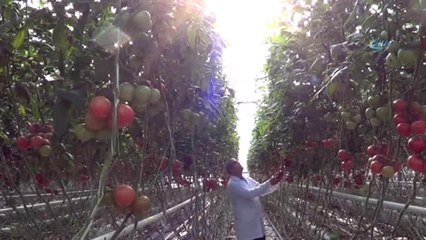 Domates Fiyatlarındaki Artışa Sandıklı Sera Domatesi Dur Diyecek