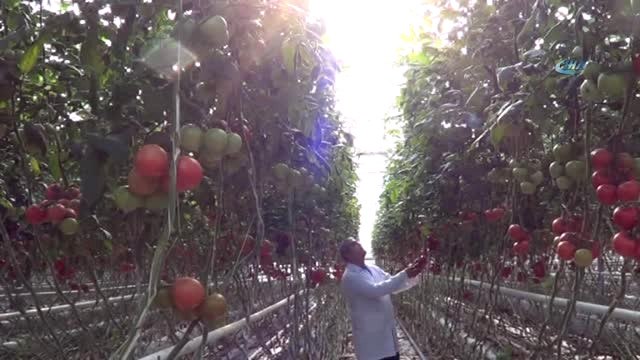 Domates Fiyatlarındaki Artışa Sandıklı Sera Domatesi Dur Diyecek