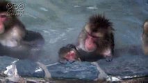 茶野安博　温泉で温まる猿たち　by茶野安博