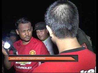 Daun ketum 529 kilogram dirampas