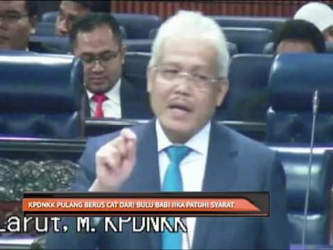 KPDNKK pulang berus cat dari bulu babi jika patuhi syarat