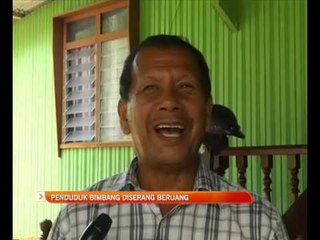 Penduduk bimbang diserang beruang