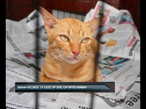 Serian records 19 cases of dog, cat bites Sunday