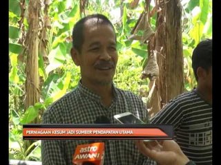 Perniagaan kesum jadi sumber pendapatan utama