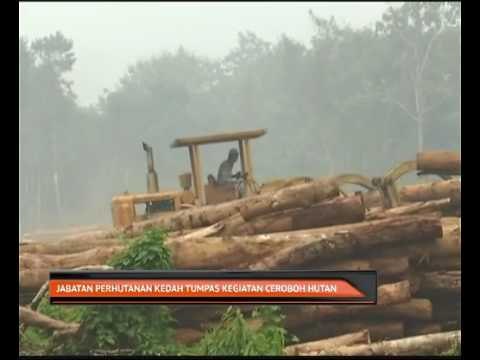 Jabatan Perhutanan Kedah tumpaskan kegiatan ceroboh hutan