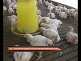 H5N1: Kementerian Pertanian akan ke China untuk beri penjelasan