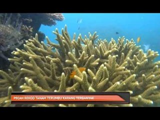 Pecah rekod tanam terumbu karang terbanyak