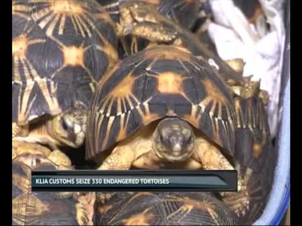 KLIA Customs seize 330 endangered tortoises