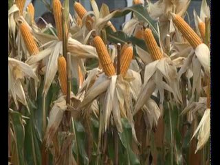 Perusahaan tanaman jagung buka 22,000 peluang pekerjaan