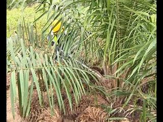 Enam insentif untuk peneroka