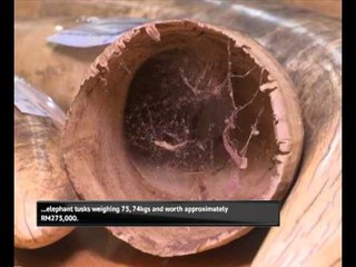 KLIA Customs foil smuggling attempt of ivory, pangolin scales