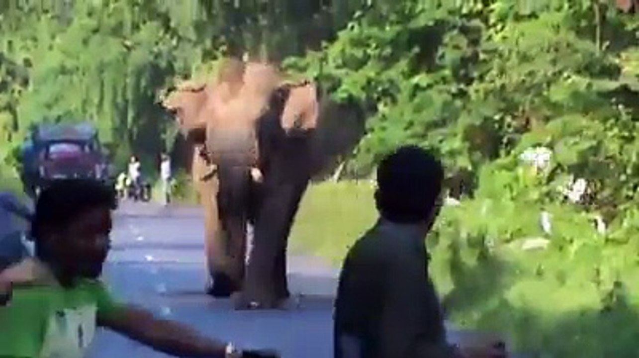 Elephant Gone Wild