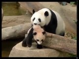 Liang-Liang, anak panda dilepaskan ke Pusat Konservasi Zoo Negara