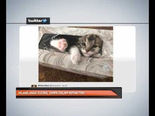 Hilang anak kucing, jumpa dalam kotak tisu