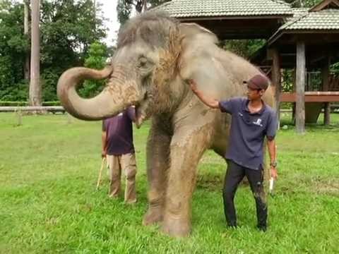 Eko Santai (Episod 1): Gajah oh gajah