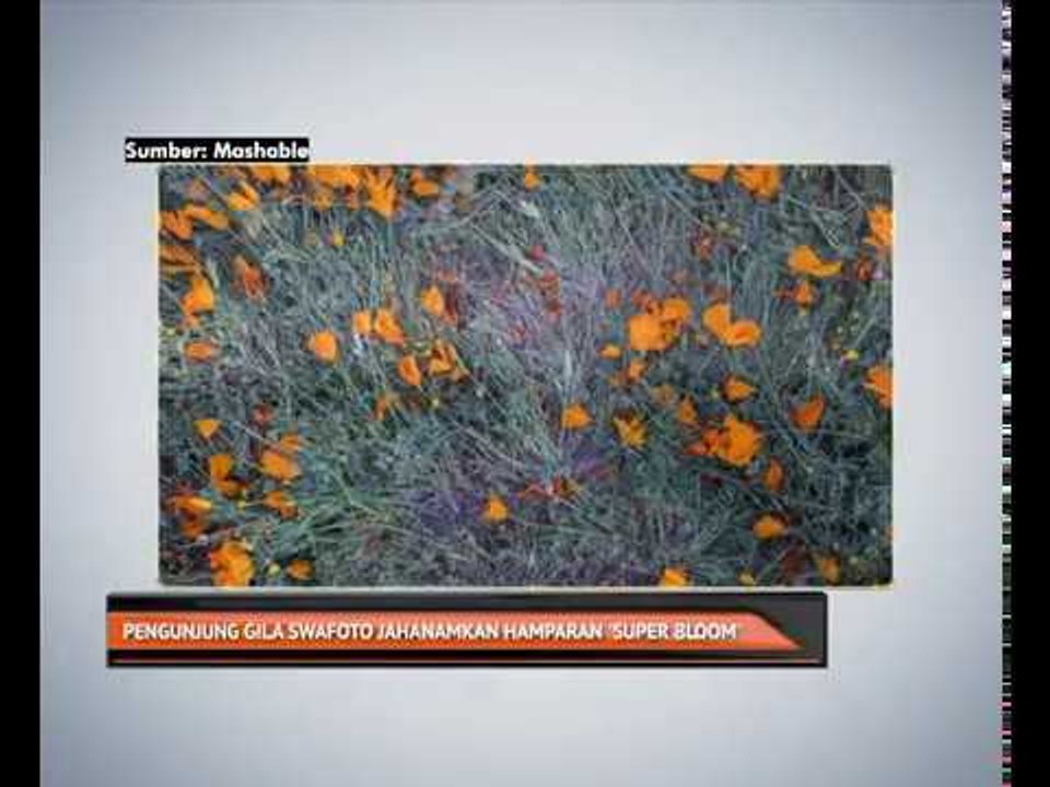 Pengunjung gila swafoto jahanamkan hamparan 'super bloom'