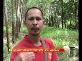 Harga getah naik, kes curi getah beku meningkat