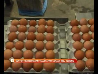 Sektor penternakan telur ayam lonjak imej Terong