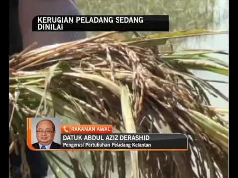 Pertubuhan Peladang Kelantan kumpul data kerugian