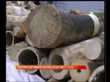 Kastam KLIA rampas gading gajah RM7.2 juta