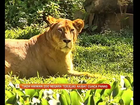 Tiada haiwan Zoo Negara terjejas akibat cuaca panas