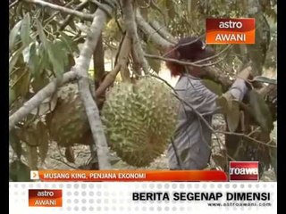 Musang King, penjana ekonomi