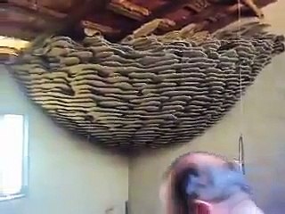 nid de guêpe géant !