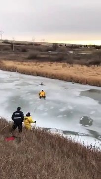 Cet homme courageux prend tout les risque pour suaver ce chien piégé dans une rivière gelée
