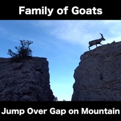 I've never been so tense over animals jumping!