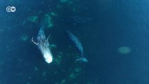 Grönland balinalarının sıra dışı görüntüleri